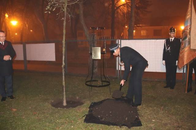 Dąb pamięci posadzony przy Centrum Kultury