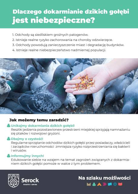 Dlaczego dokarmianie dzikich gołębi jest niebezpieczne?