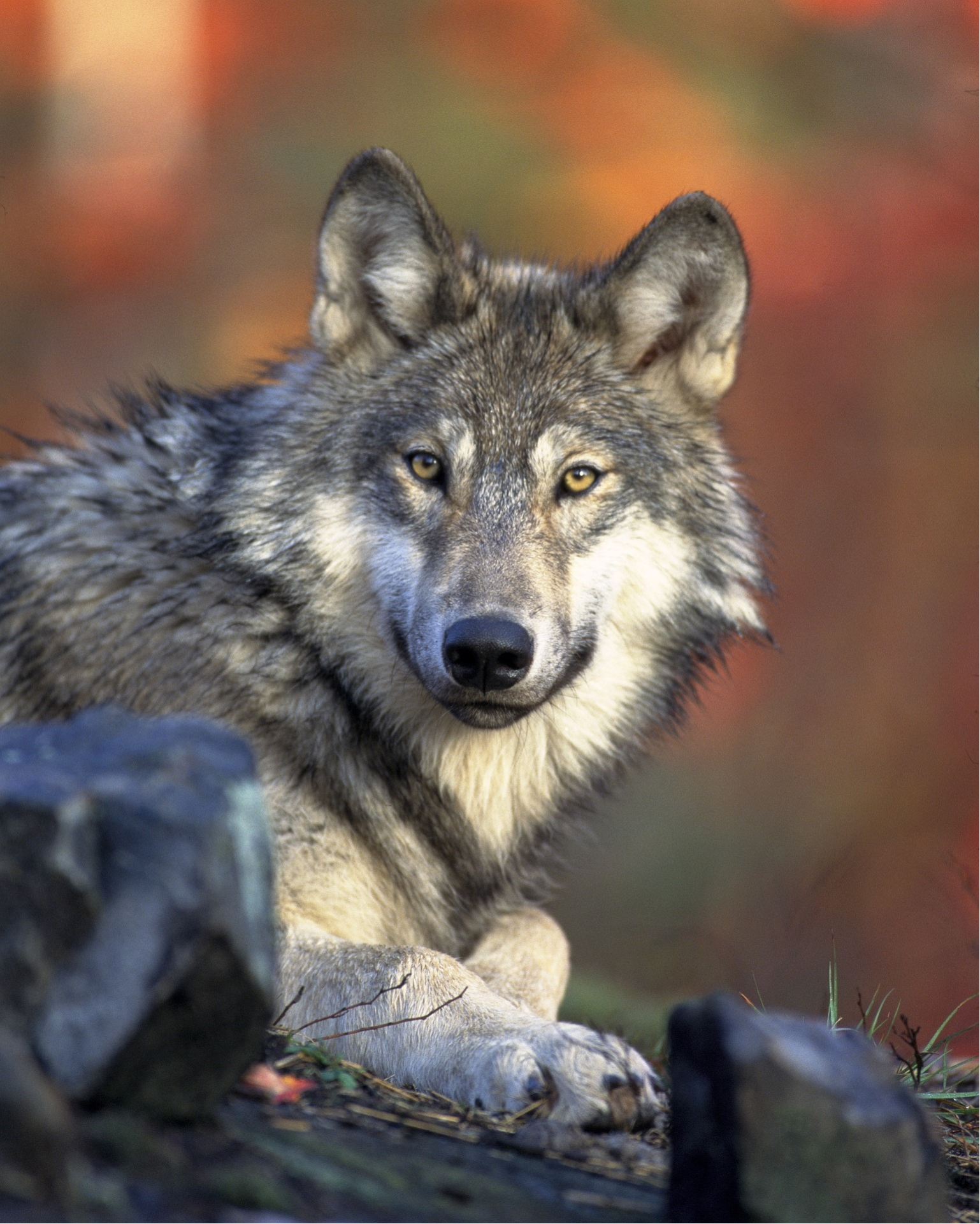 Komunikat Regionalnego Dyrektora Ochrony Środowiska w Warszawie w sprawie wilków