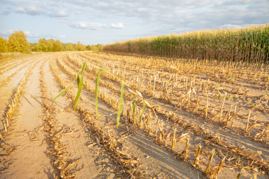 Szacowanie strat w gospodarstwach rolnych w związku z wystąpieniem suszy